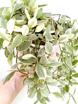 Дисхидия Ioanta variegata 16112022